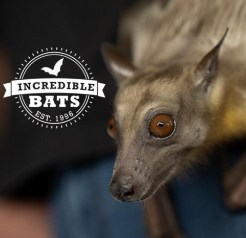 Incredible BATS