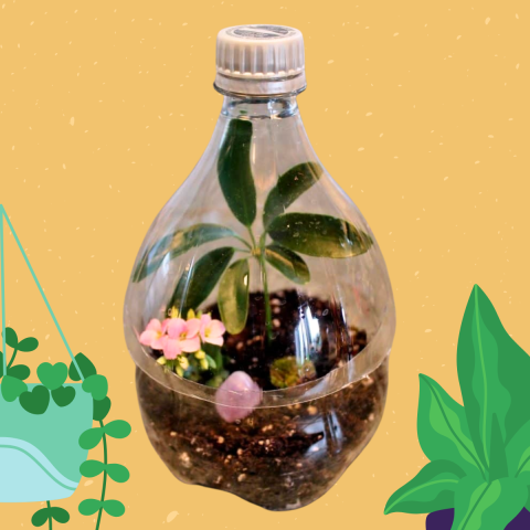 coke bottle terrarium