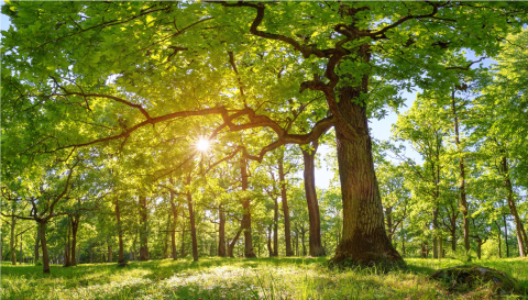 Oak tree in a forest with sunlight peeking through the leaves