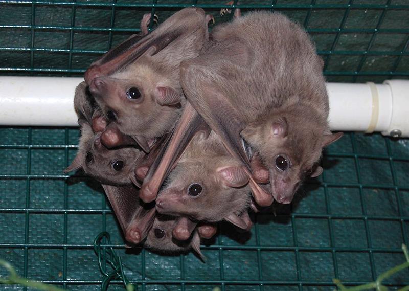 Bats