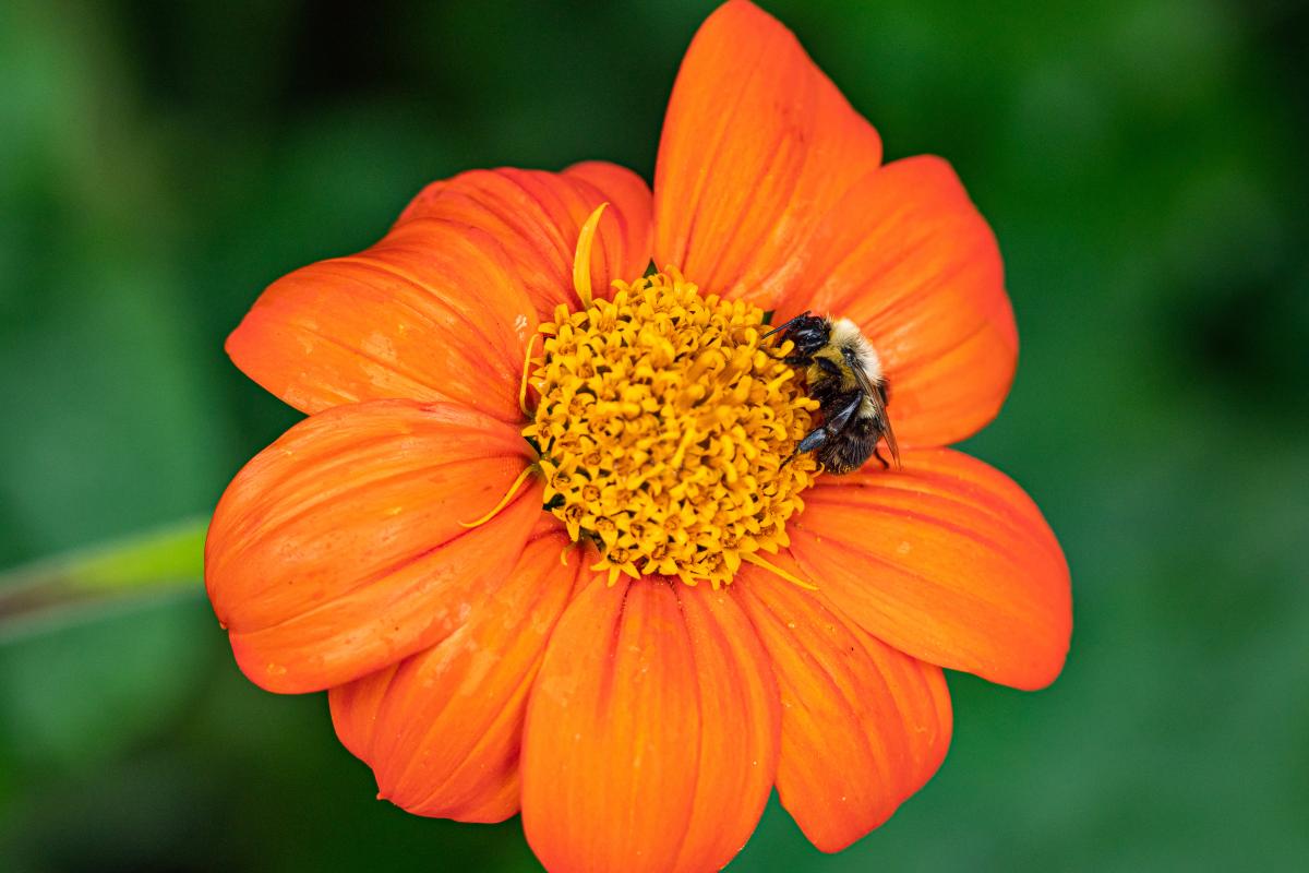 Bee on Zinnia