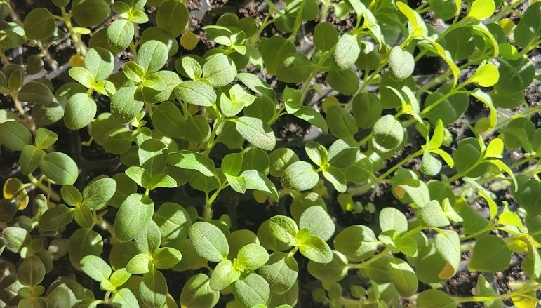 seedlings sprouting